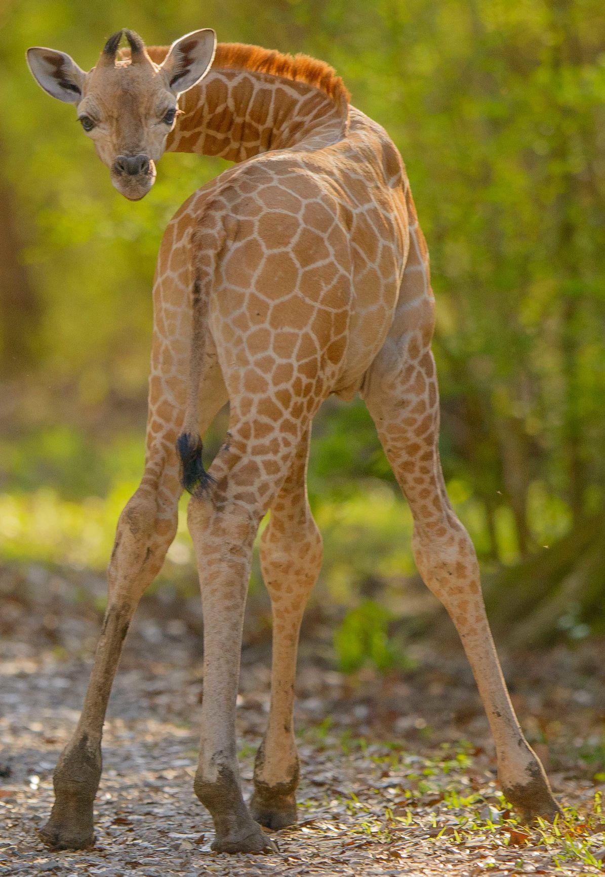 no.babygiraffe.030318.011.JPG